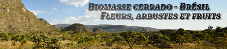 Plantes, arbustes et fruits du Cerrado