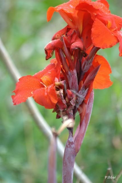 Plants with red bloom