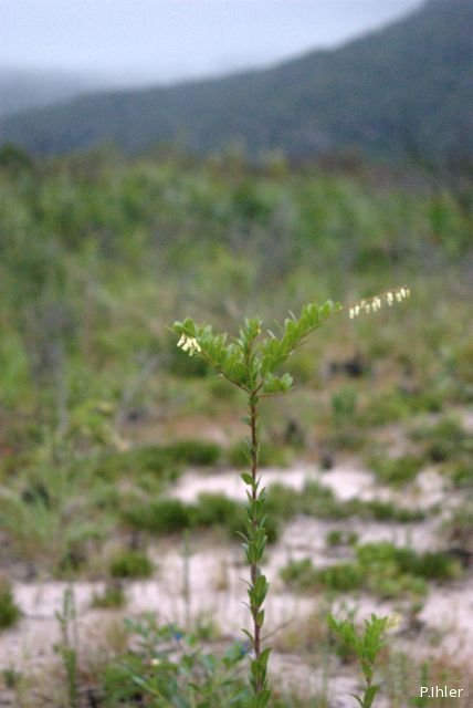 Plantas e arbustos com inflorescência de cor branca
