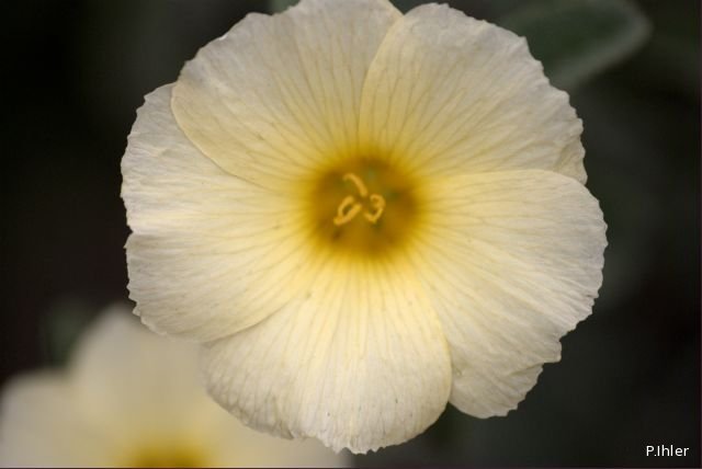 Plants with yellow and golden bloom