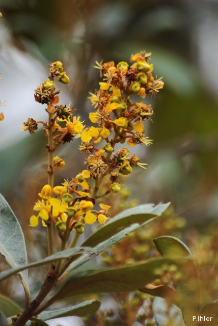 Plants with yellow and golden bloom
