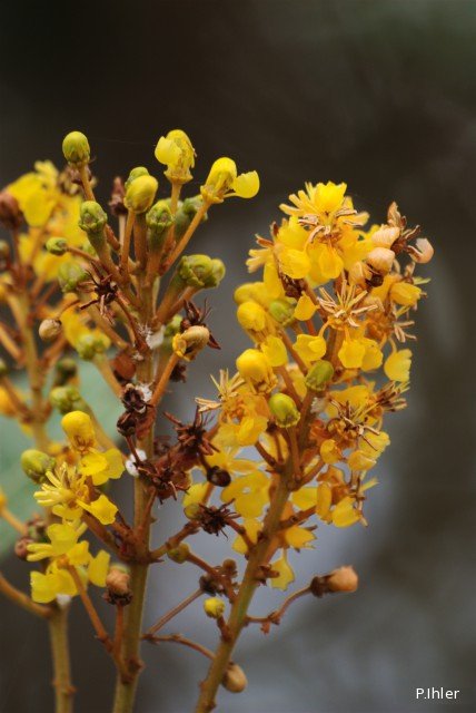 Plants with yellow and golden bloom