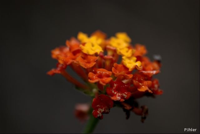 Plantas e arbustos com inflorescência de cor laranja