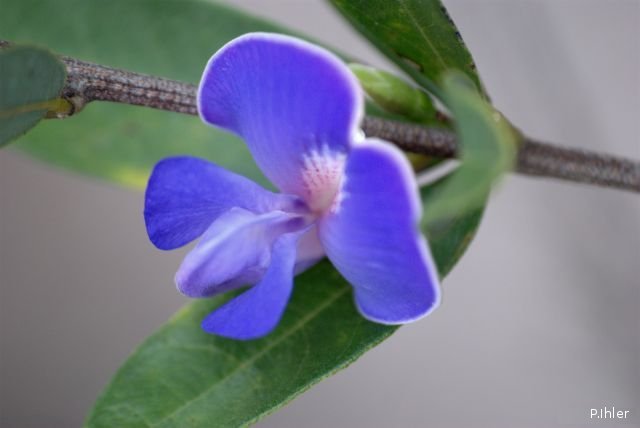 Plantas e arbustos com inflorescência de cor azul