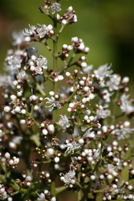 Plantas e arbustos com inflorescência de cor branca