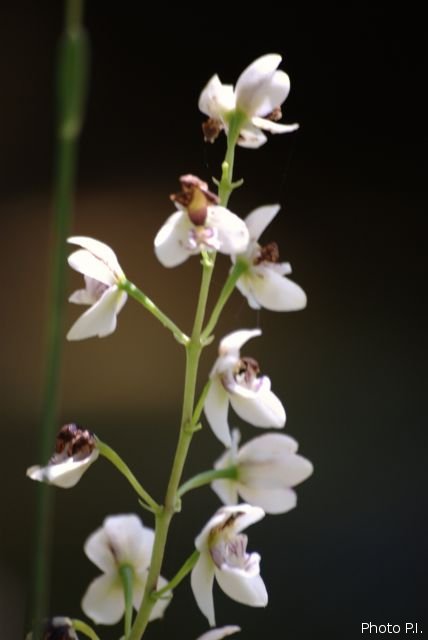 Plantas orquídeas