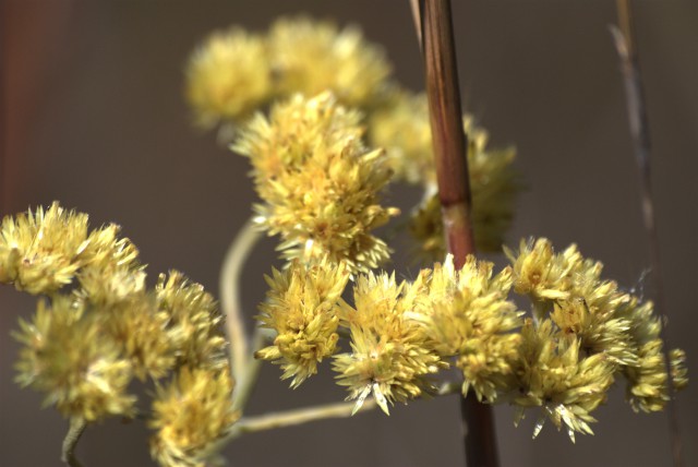 Plants with yellow and golden bloom