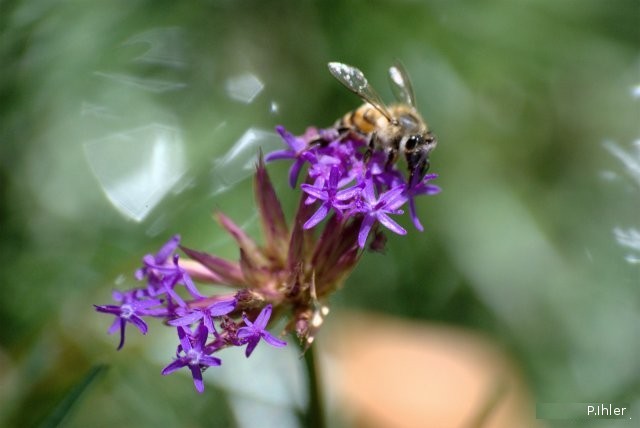Plants with pink and purple bloom