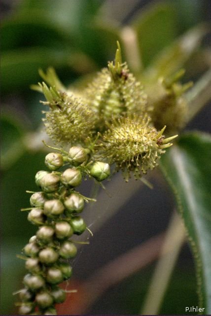 Plants with white bloom