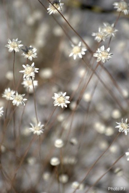 Plantas e arbustos com inflorescência de cor branca