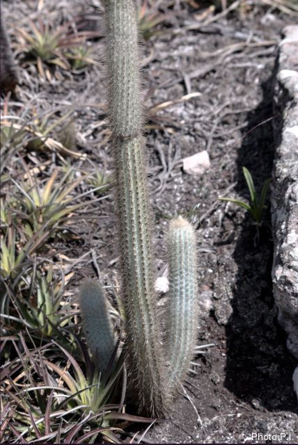 Cacti and other prickly plants 
