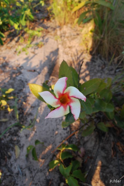 Plants with white bloom