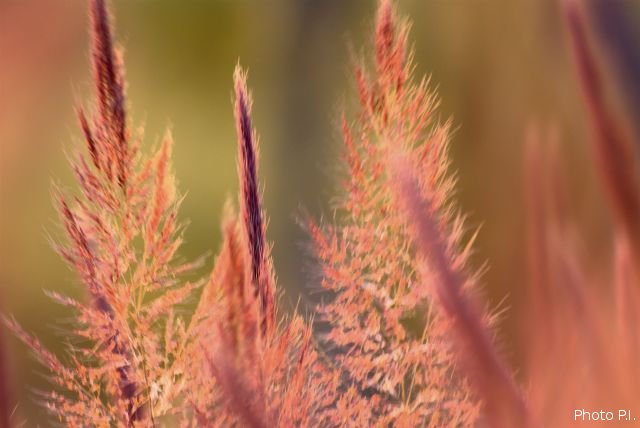 ALTFLGRASSY