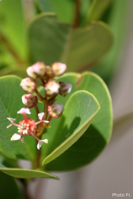 Plants with pink and purple bloom