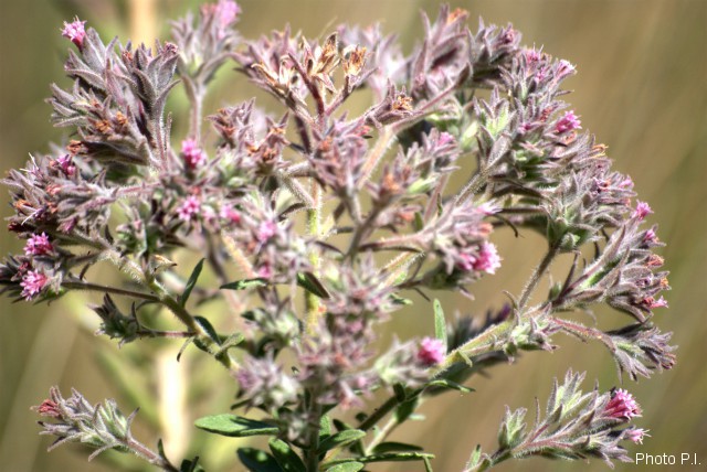 Plants with pink and purple bloom