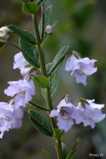 Plantas e arbustos com inflorescência de cor azul