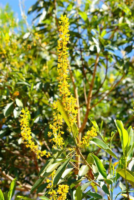 Plants with yellow and golden bloom