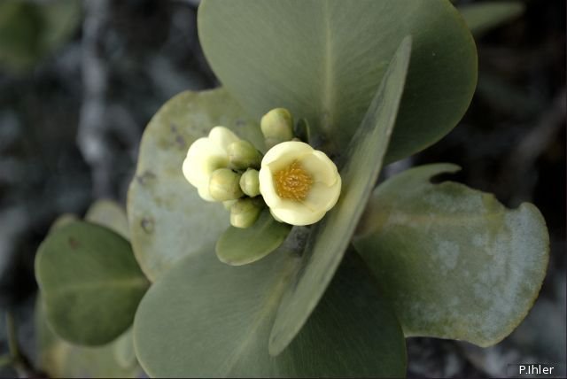 Plants with white bloom