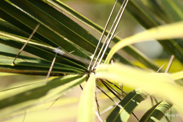 Foliage, etc