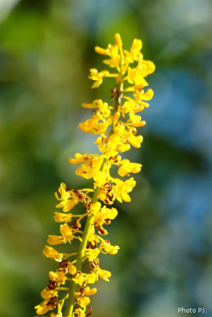 Plants with yellow and golden bloom