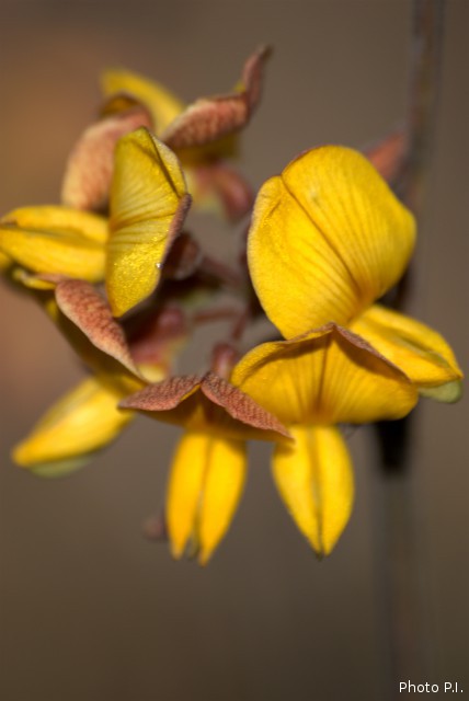 Plantas com flore(s) amarela(s) ou dourada(s)