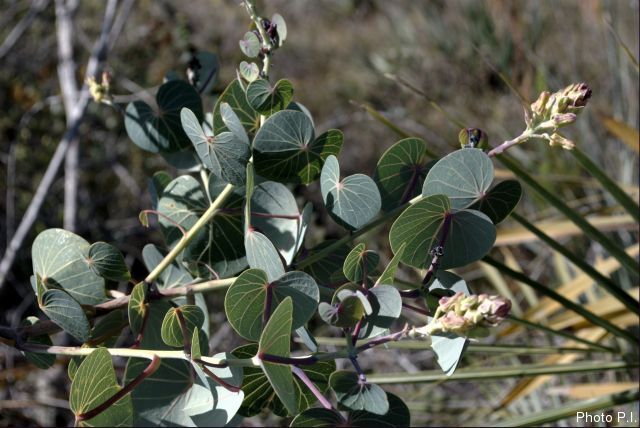 Foliage, etc