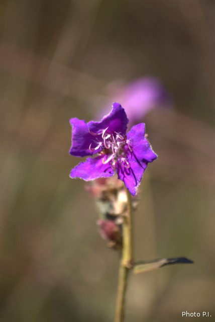 Plants with pink and purple bloom