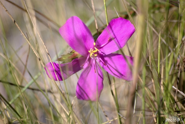 Plants with pink and purple bloom