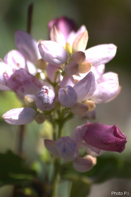 Plants with pink and purple bloom