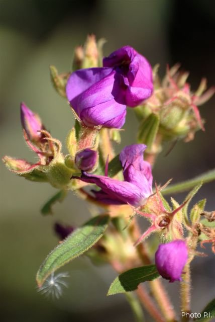 Plants with pink and purple bloom