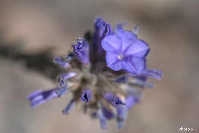 Plantas e arbustos com inflorescência de cor azul
