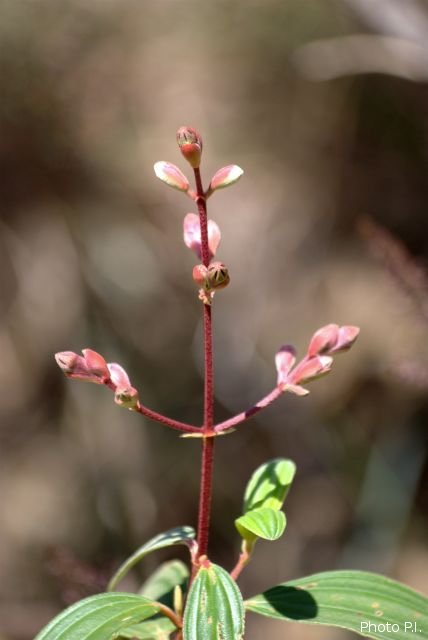 Plants with pink and purple bloom