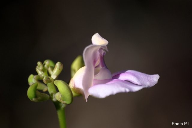 Plants with pink and purple bloom