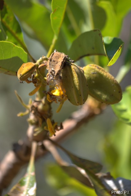 Frutas e sementes