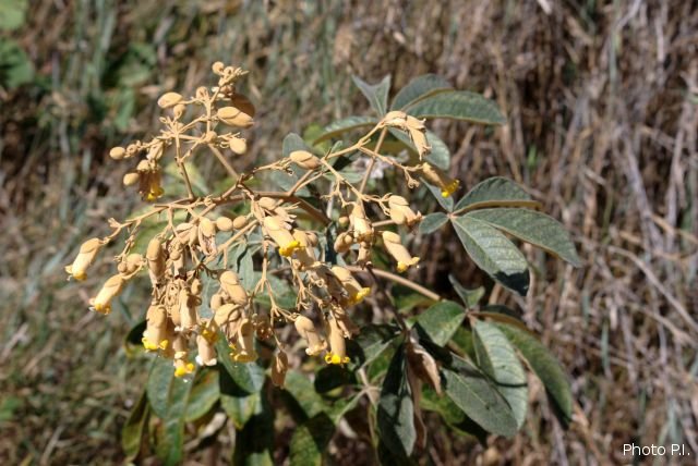 Plants with yellow and golden bloom