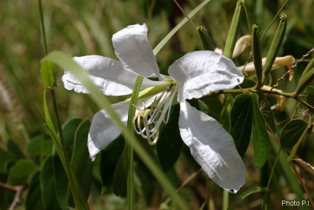 Plants with white bloom