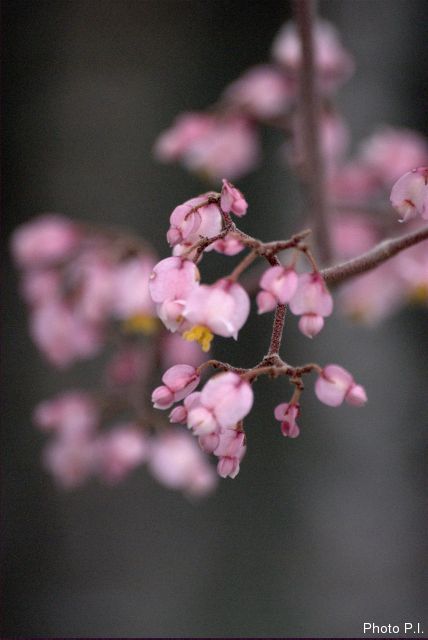 Plantas e arbustos com inflorescência de cor rosa ou roxa