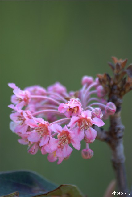 Plants with pink and purple bloom