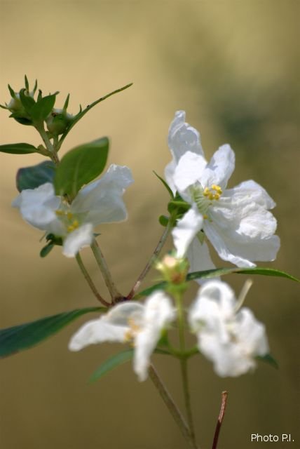 Plantas e arbustos com inflorescência de cor branca