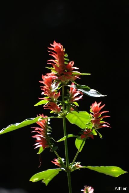Plants with red bloom