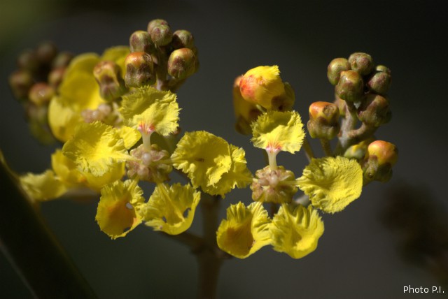 Plantas com flore(s) amarela(s) ou dourada(s)