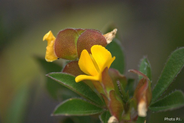 Plants with yellow and golden bloom