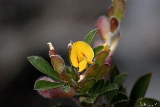 Plants with yellow and golden bloom
