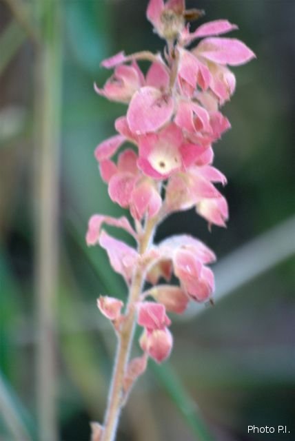 Plants with pink and purple bloom