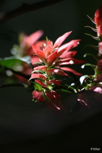 Plants with red bloom