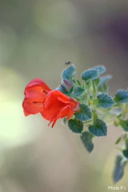Plants with red bloom