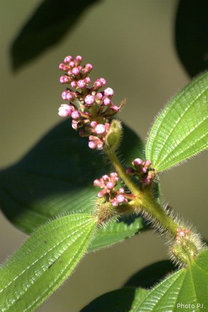 Plants with pink and purple bloom
