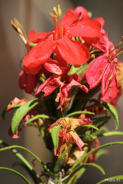 Plants with red bloom