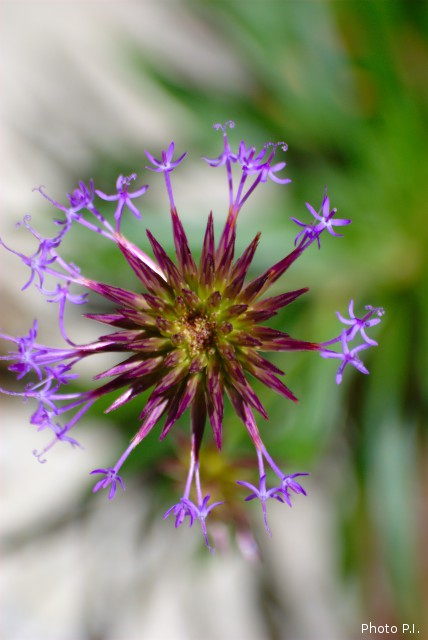 Plants with pink and purple bloom
