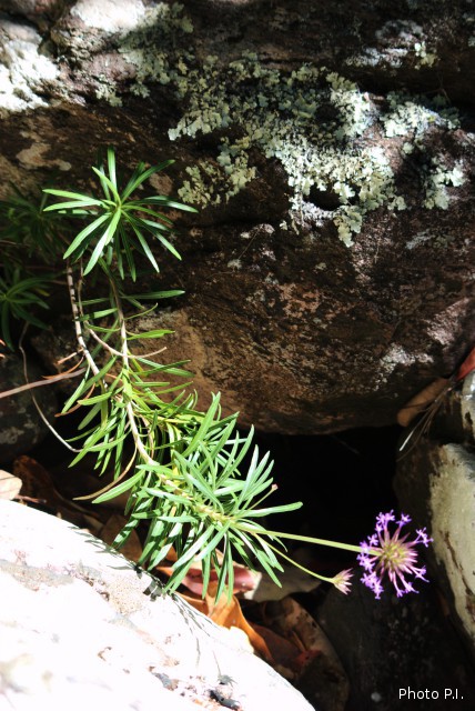 Plants with pink and purple bloom